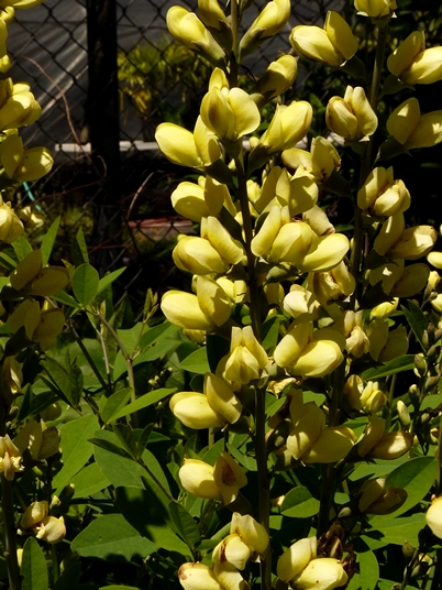 {Baptisia sphaerocarpa}